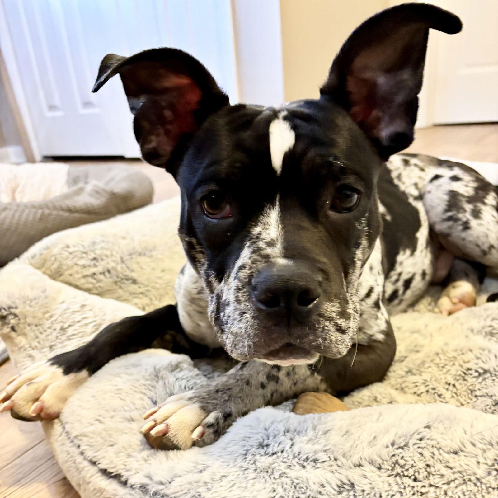 Enlarge Vincent, a Adoptable Staffordshire Bull Terrier in Hillsborough , NC image 2/3