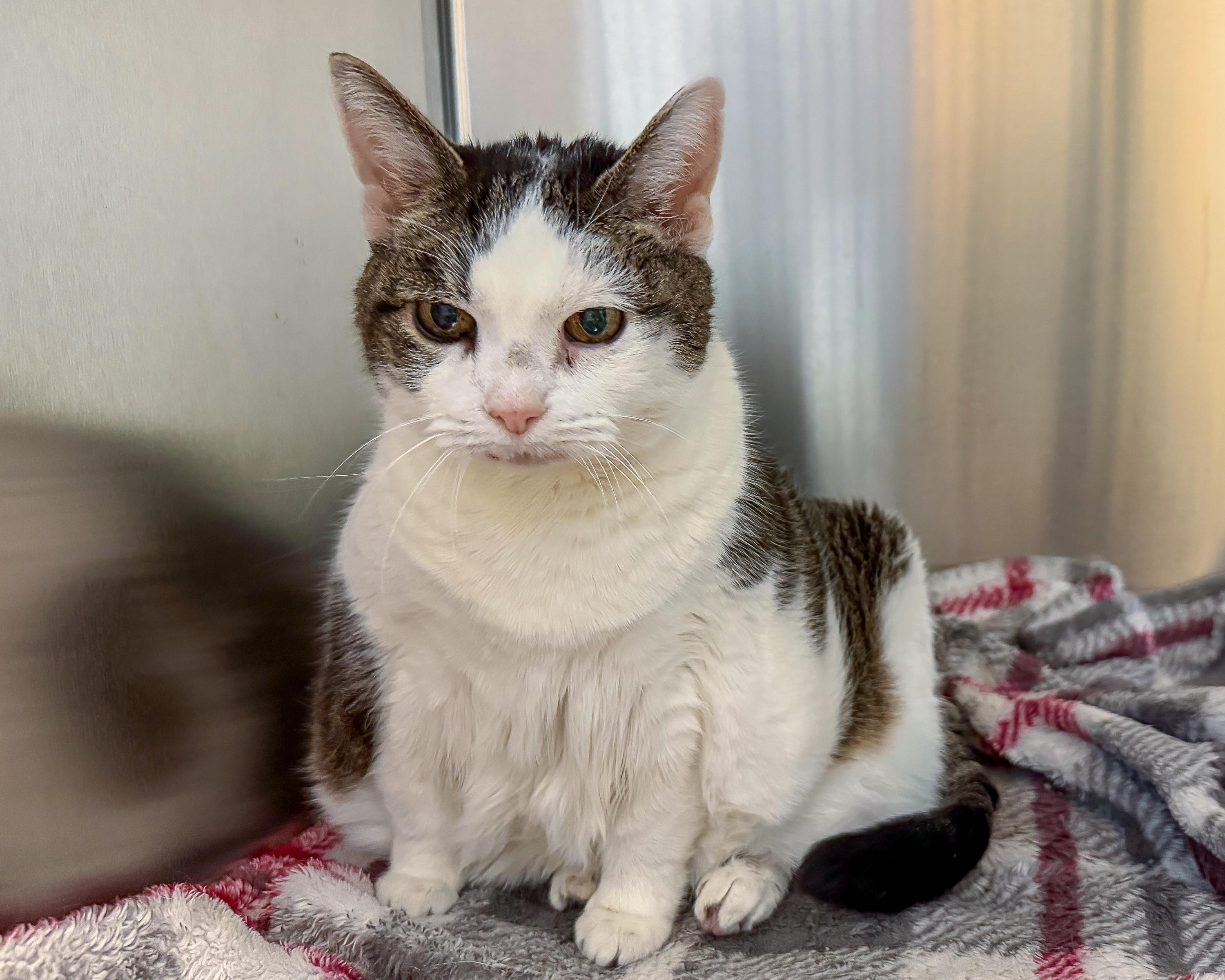 Enlarge Cher, a Adoptable American Shorthair in Scituate, MA image 6/6