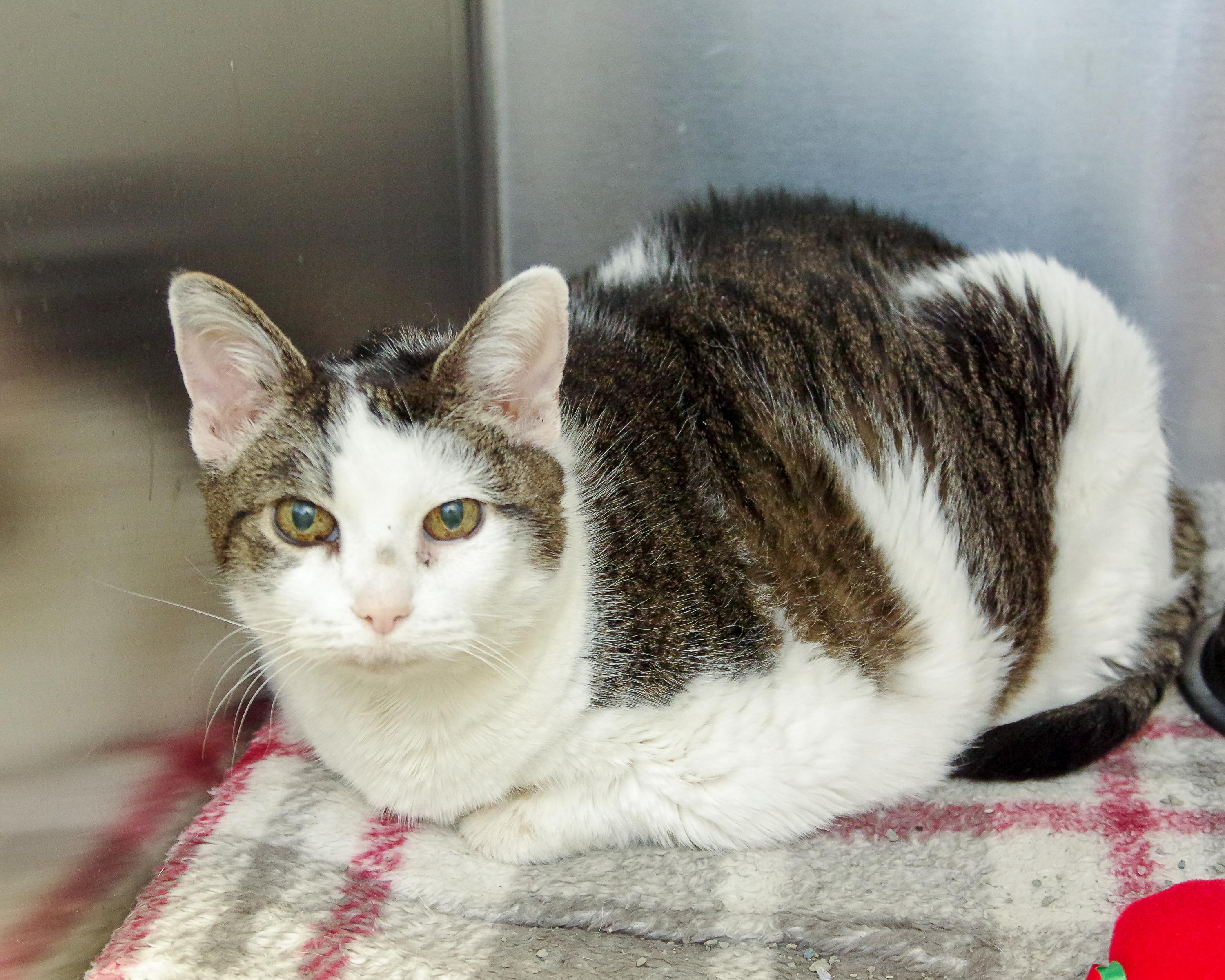 Enlarge Cher, a Adoptable American Shorthair in Scituate, MA image 4/6