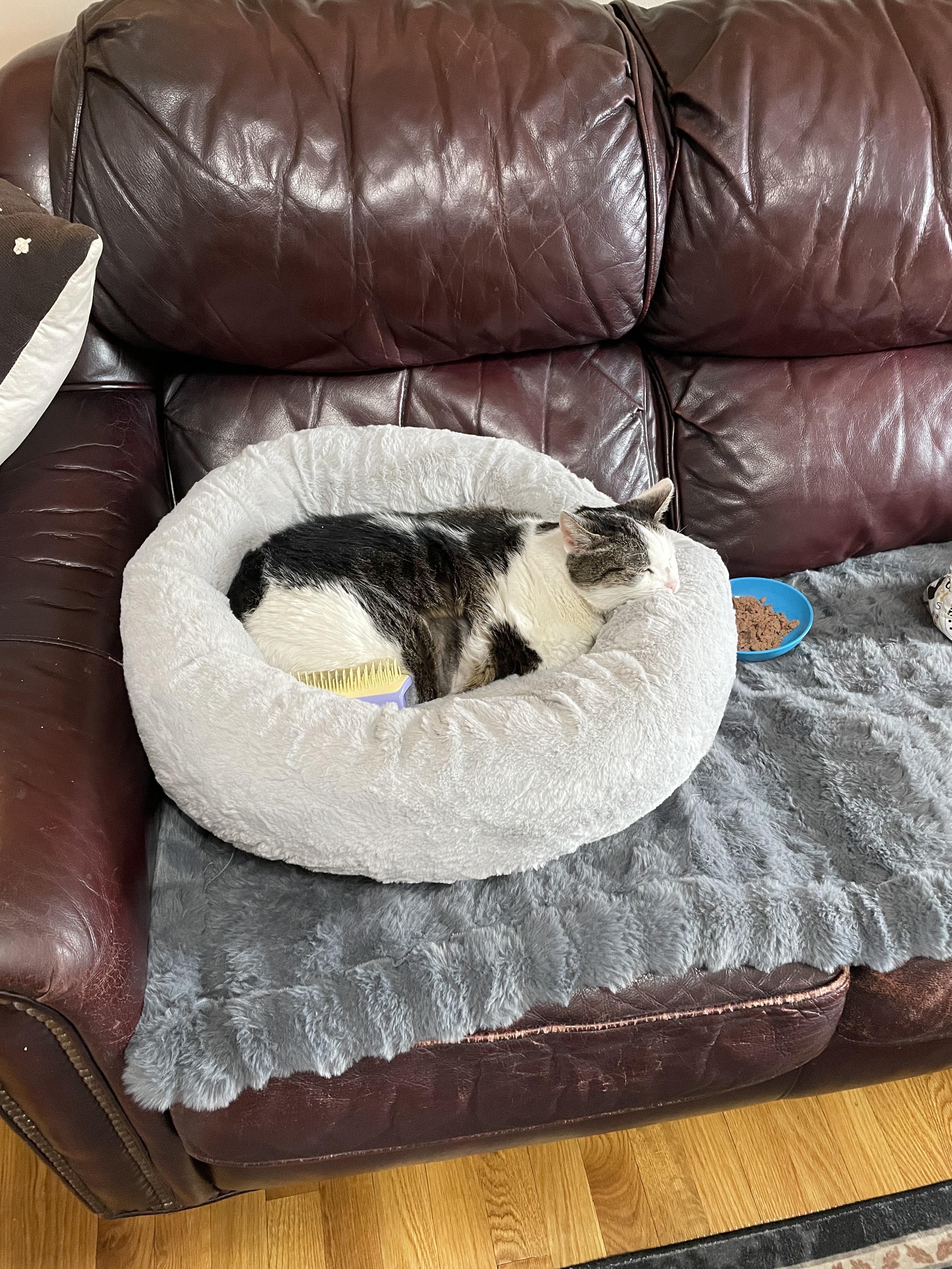 Enlarge Cher, a Adoptable American Shorthair in Scituate, MA image 4/4