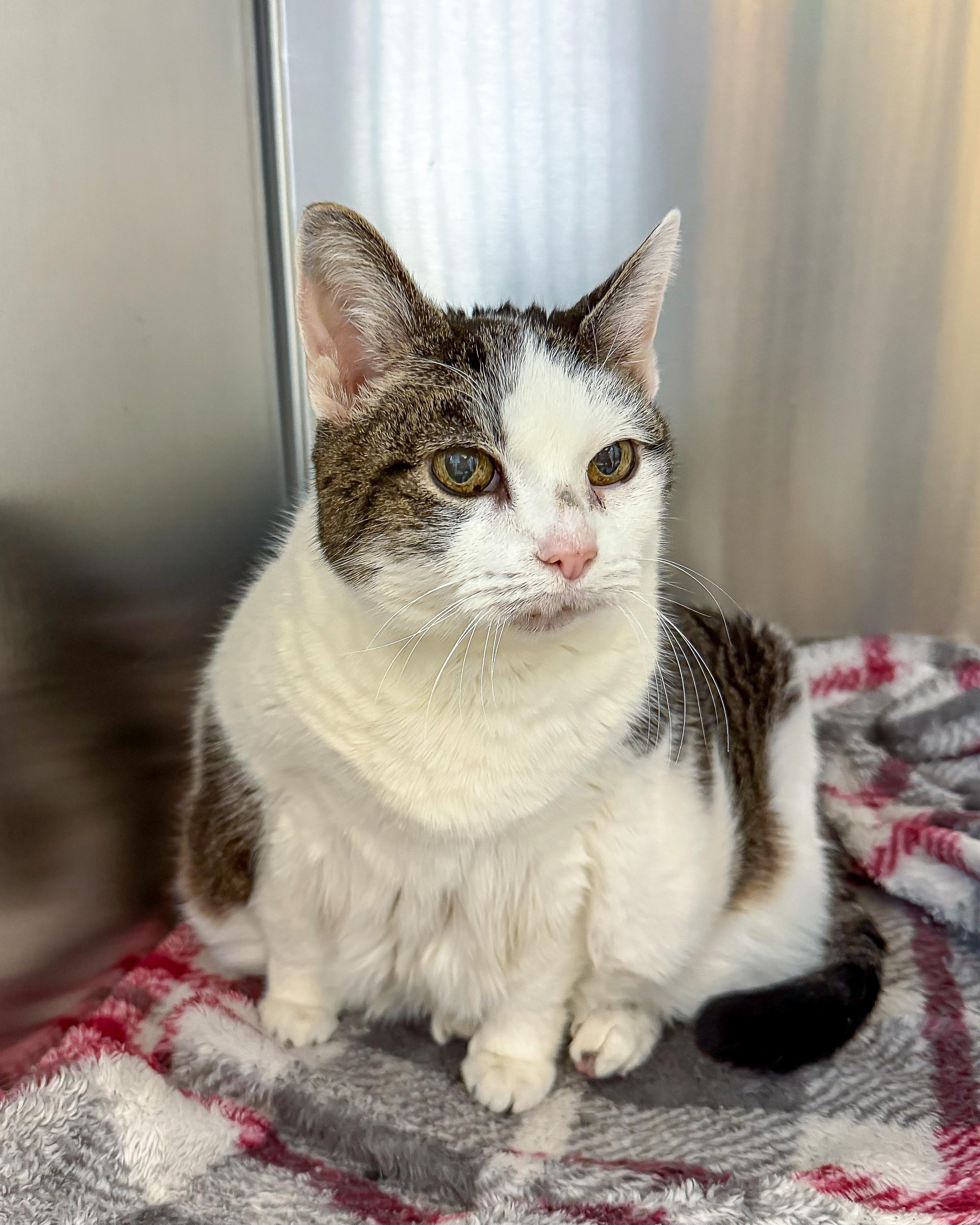 Enlarge Cher, a Adoptable American Shorthair in Scituate, MA image 5/6