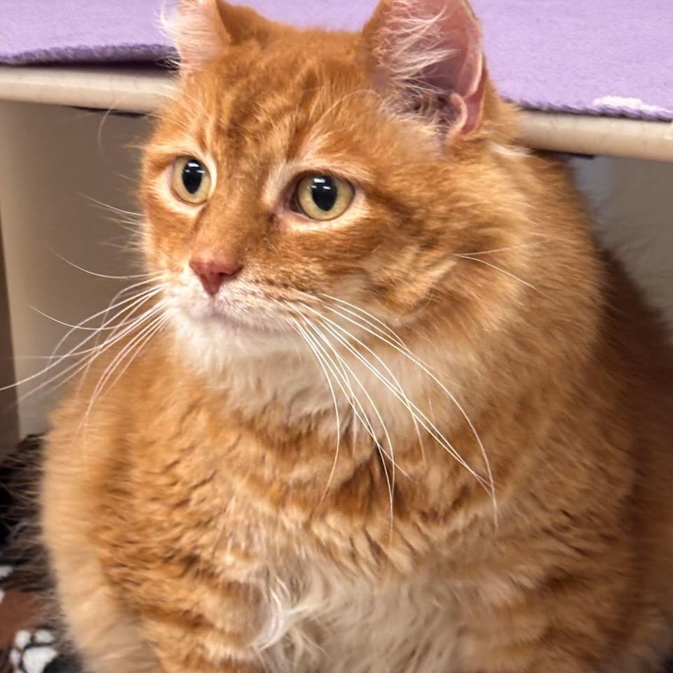 Oscar, Adoptable, Adult Male Domestic Long Hair & Tiger.