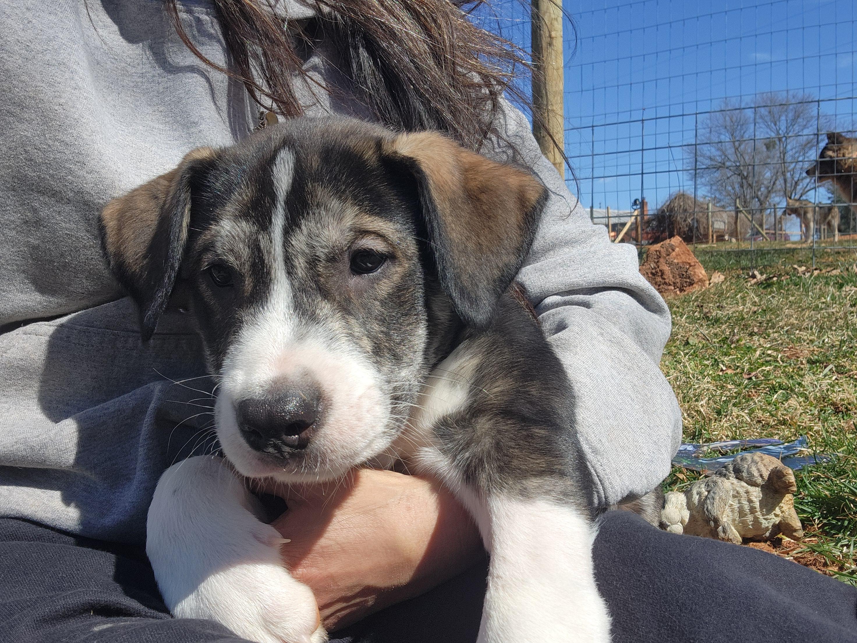 Dancer, a Adopted mixed breed in Stuart, VA image 1/4