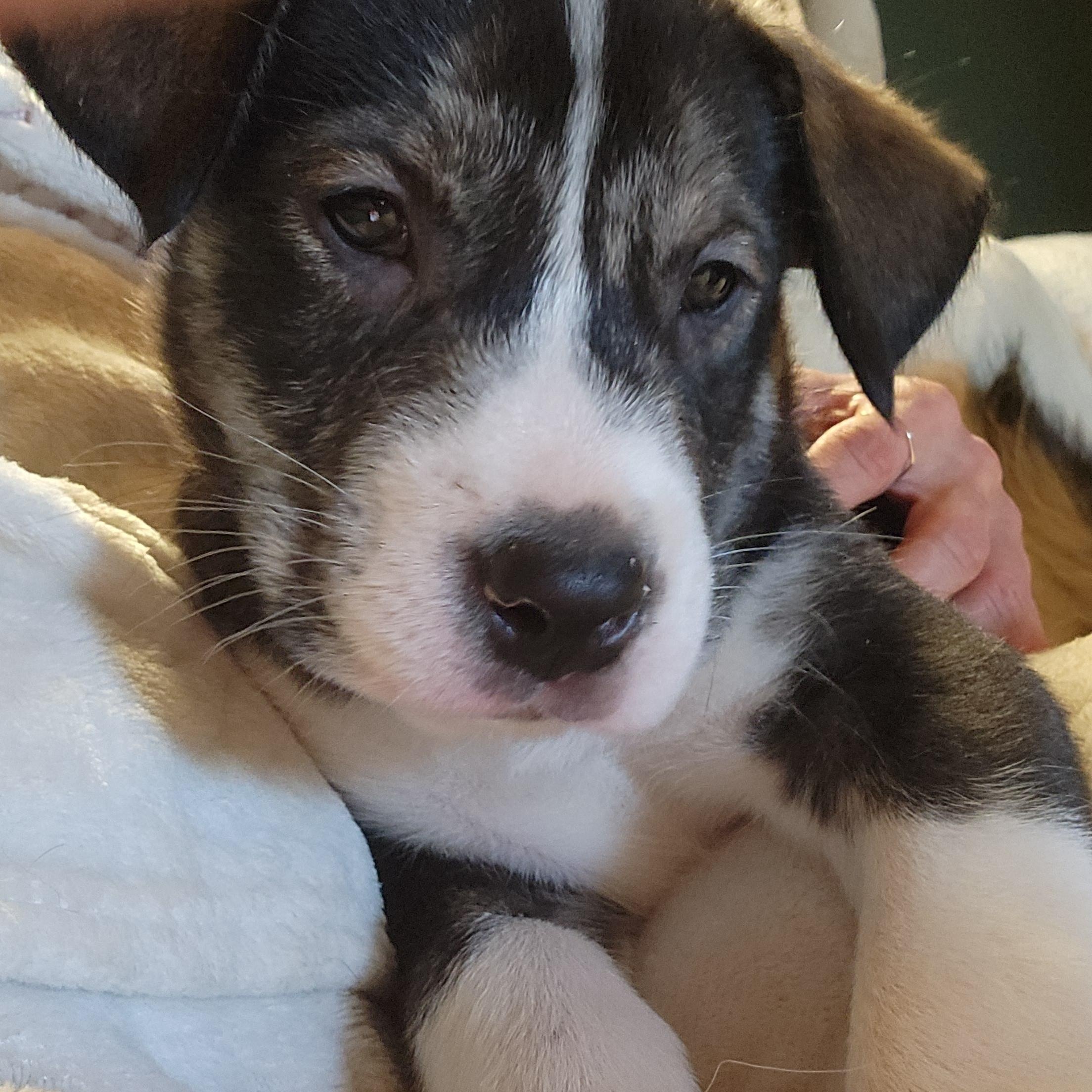 Dancer, Adopted, Puppy Male Alaskan Malamute & Cane Corso.