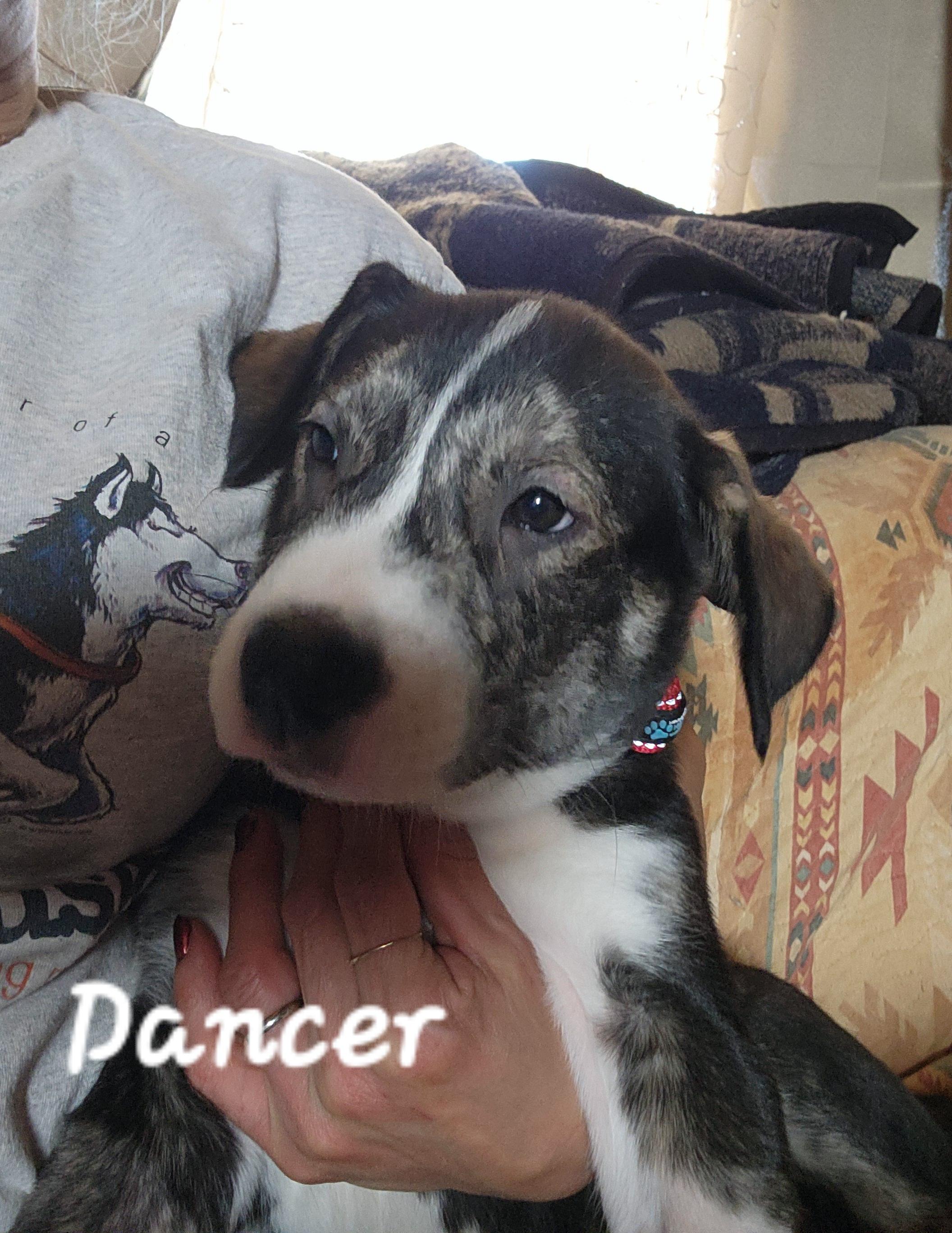 Dancer, a Adopted mixed breed in Stuart, VA image 3/4