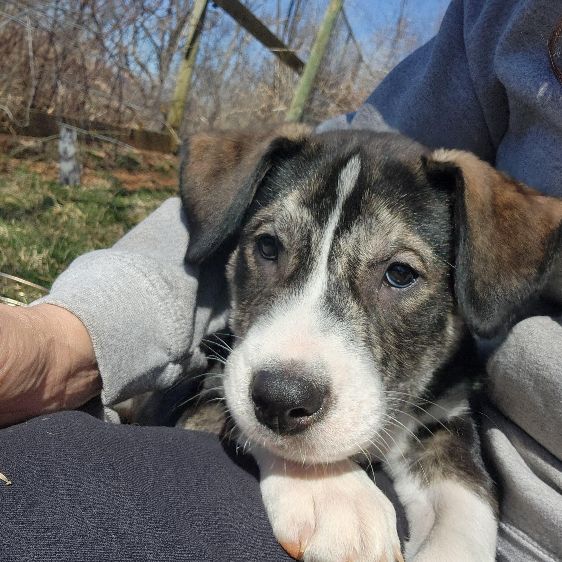 Dancer, a Adopted mixed breed in Stuart, VA image 4/4