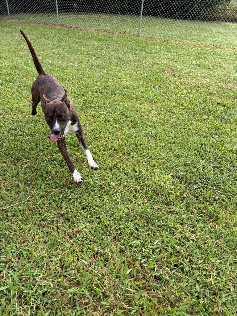 Enlarge Rocco, a Adoptable mixed breed in Ada, OK image 1/6