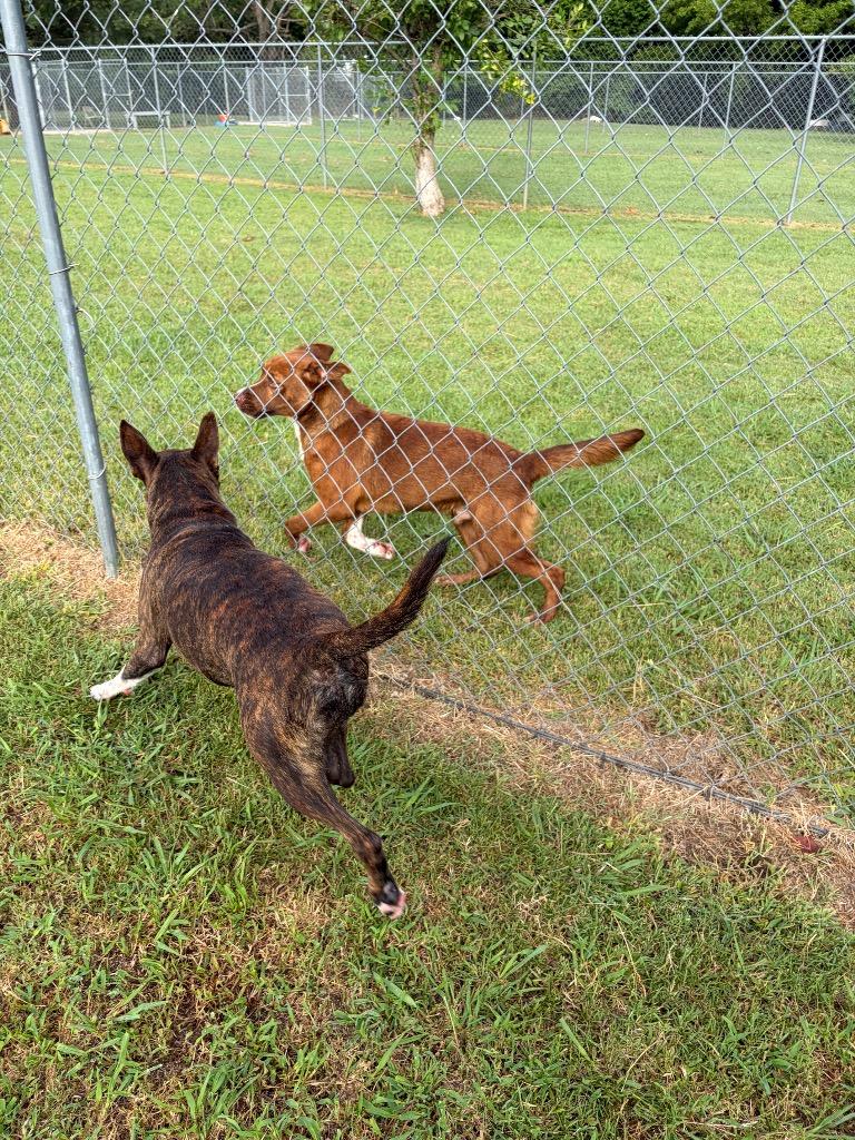 Enlarge Rocco, a Adoptable mixed breed in Ada, OK image 2/6