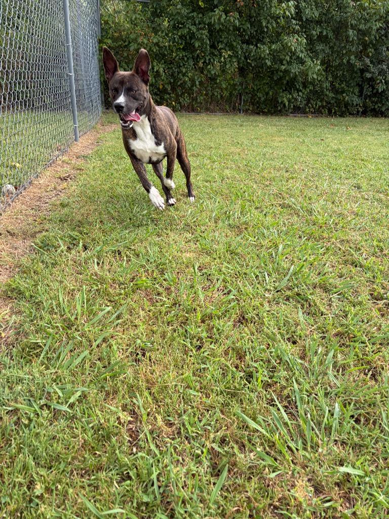 Enlarge Rocco, a Adoptable mixed breed in Ada, OK image 3/6