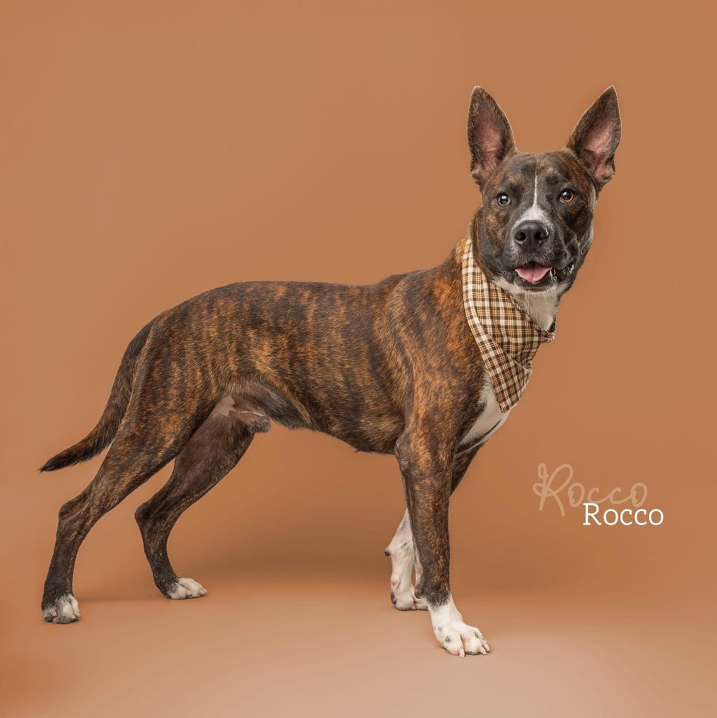 Enlarge Rocco, a Adoptable mixed breed in Ada, OK image 4/6