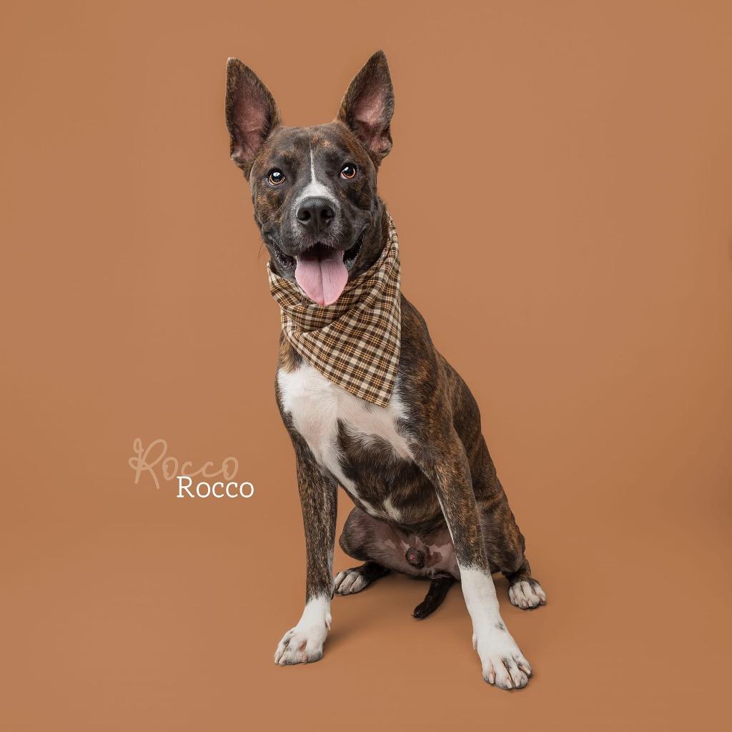 Enlarge Rocco, a Adoptable mixed breed in Ada, OK image 5/6