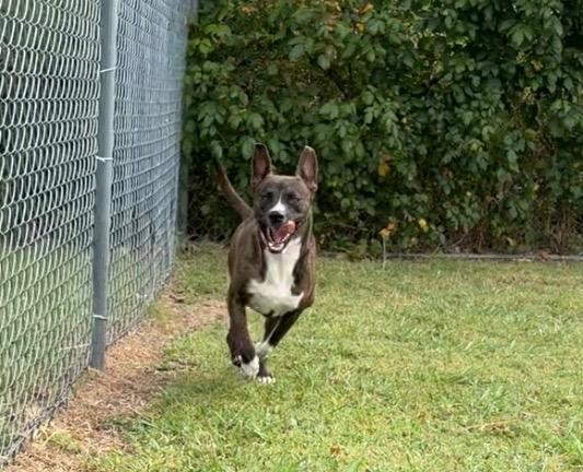 Enlarge Rocco, a Adoptable mixed breed in Ada, OK image 6/6