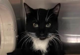 LINDA BLUEGRASS, Adoptable, Young Female Domestic Short Hair.