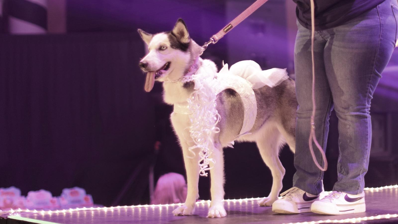 Enlarge Lolly, an adopted Siberian Husky in Baltimore , MD image 1/4