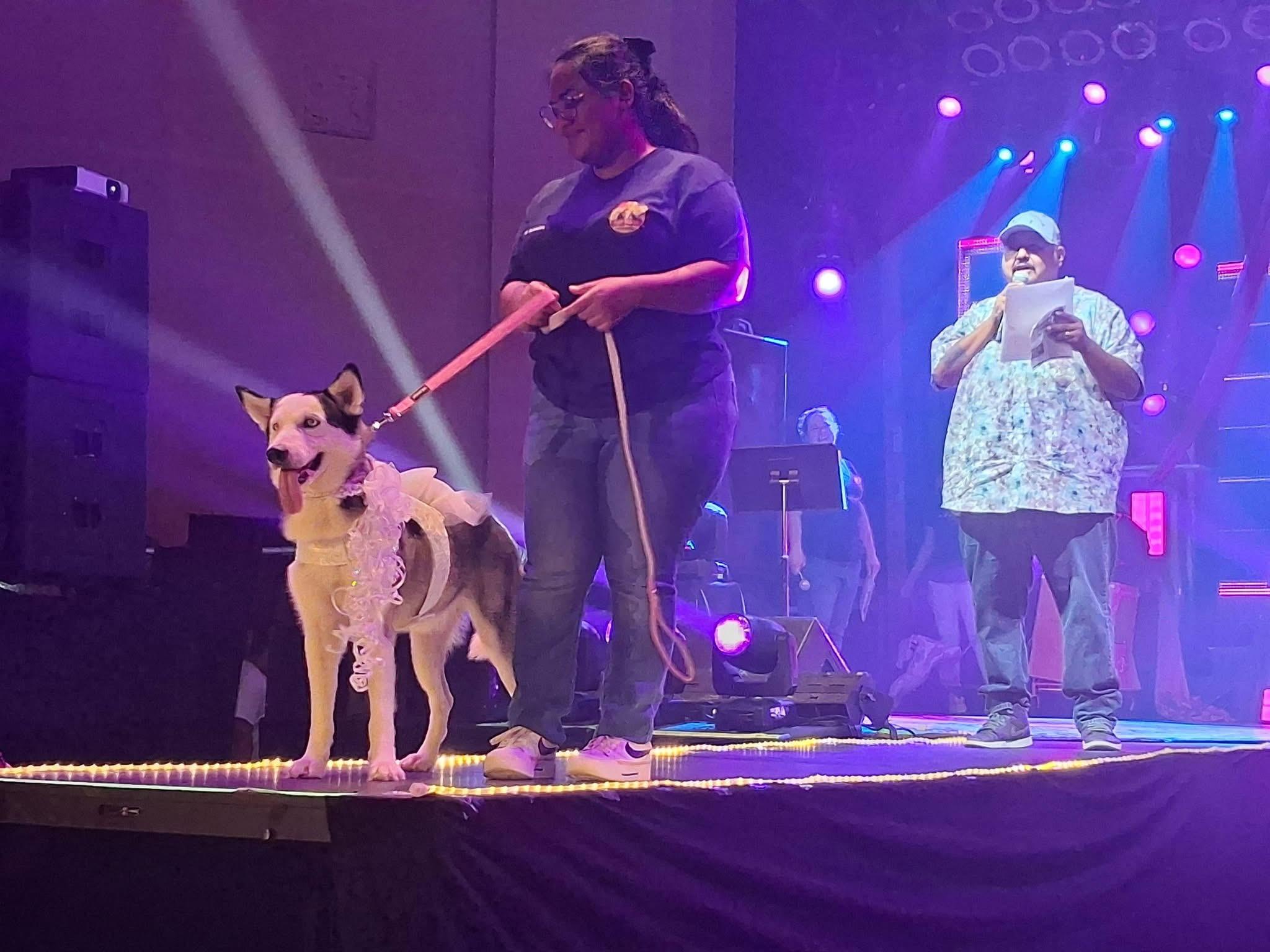 Enlarge Lolly, an adopted Siberian Husky in Baltimore , MD image 4/4