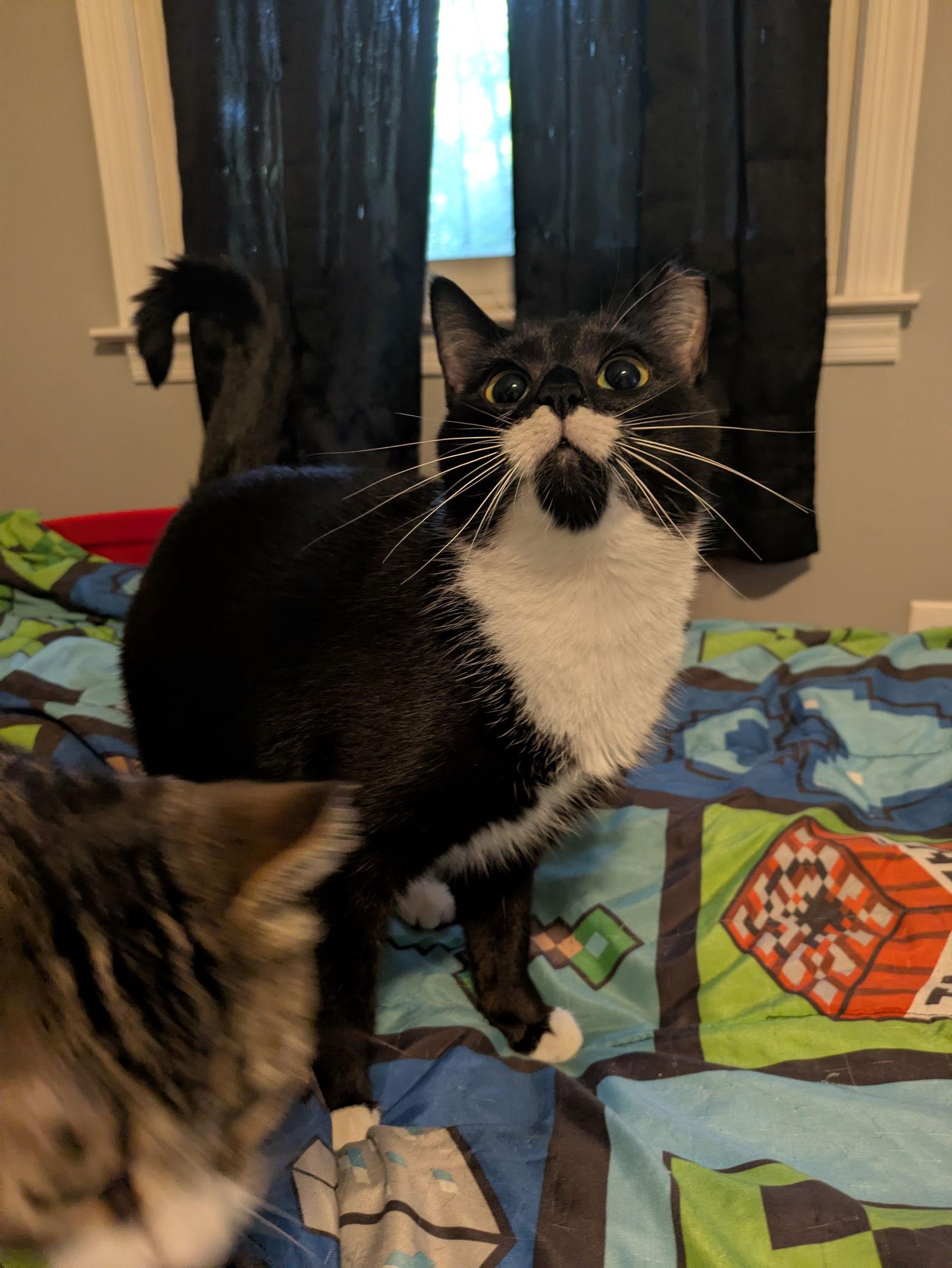 Biscotti, a Adoptable Domestic Short Hair in Stewartsville, NJ image 2/3