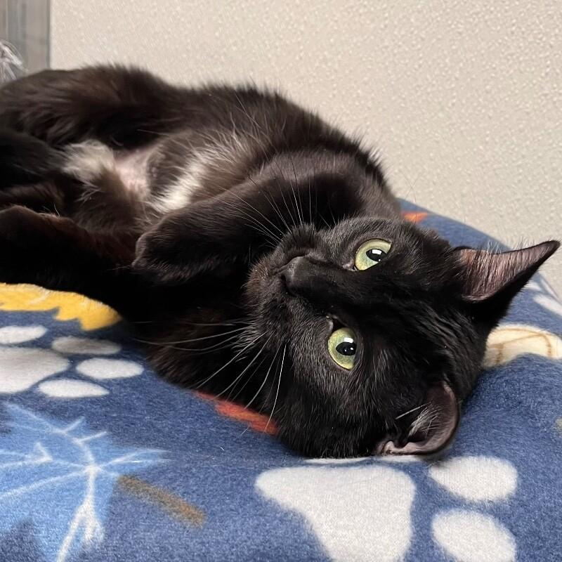 Jasmine, Adoptable, Adult Female Domestic Short Hair.