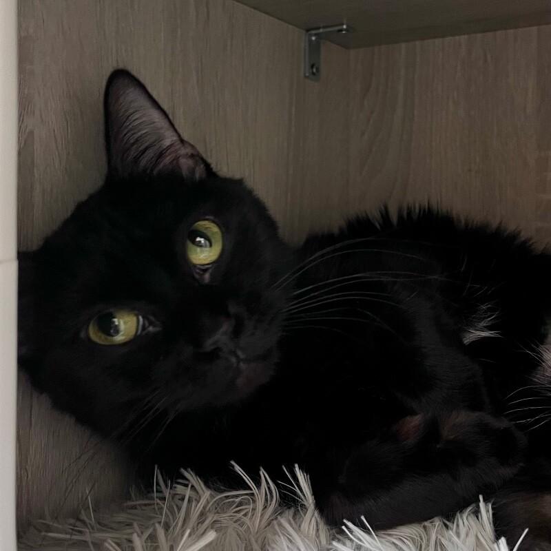 Jasmine, Adoptable, Adult Female Domestic Short Hair.