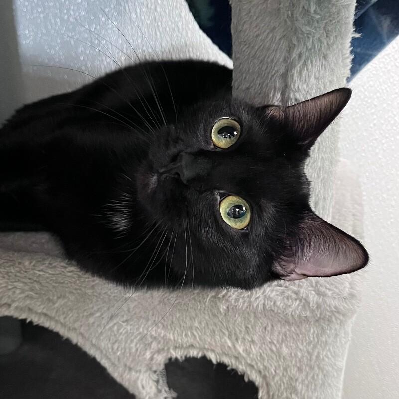 Enlarge Jasmine, a Adoptable Domestic Short Hair in Yankton, SD image 2/6