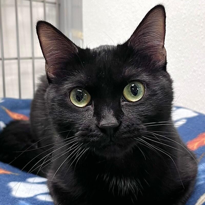 Enlarge Jasmine, a Adoptable Domestic Short Hair in Yankton, SD image 3/6