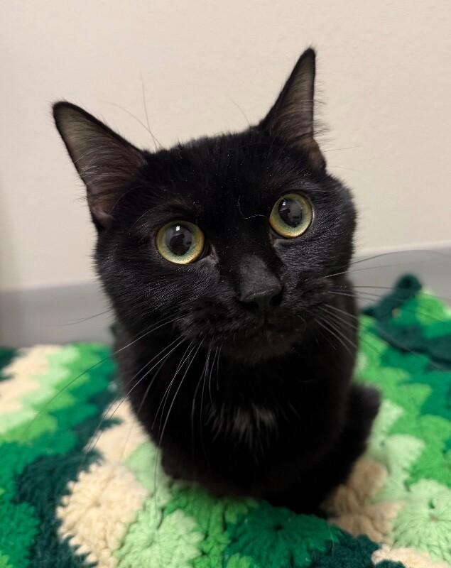 Enlarge Jasmine, a Adoptable Domestic Short Hair in Yankton, SD image 4/6