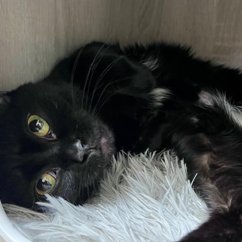 Enlarge Jasmine, a Adoptable Domestic Short Hair in Yankton, SD image 5/6