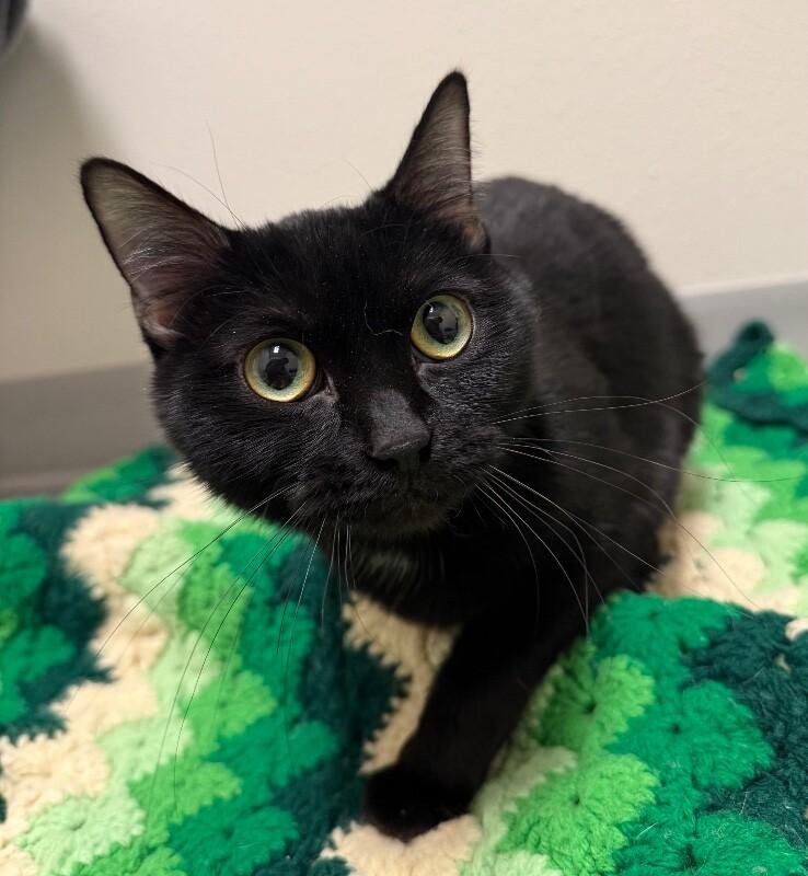 Enlarge Jasmine, a Adoptable Domestic Short Hair in Yankton, SD image 6/6