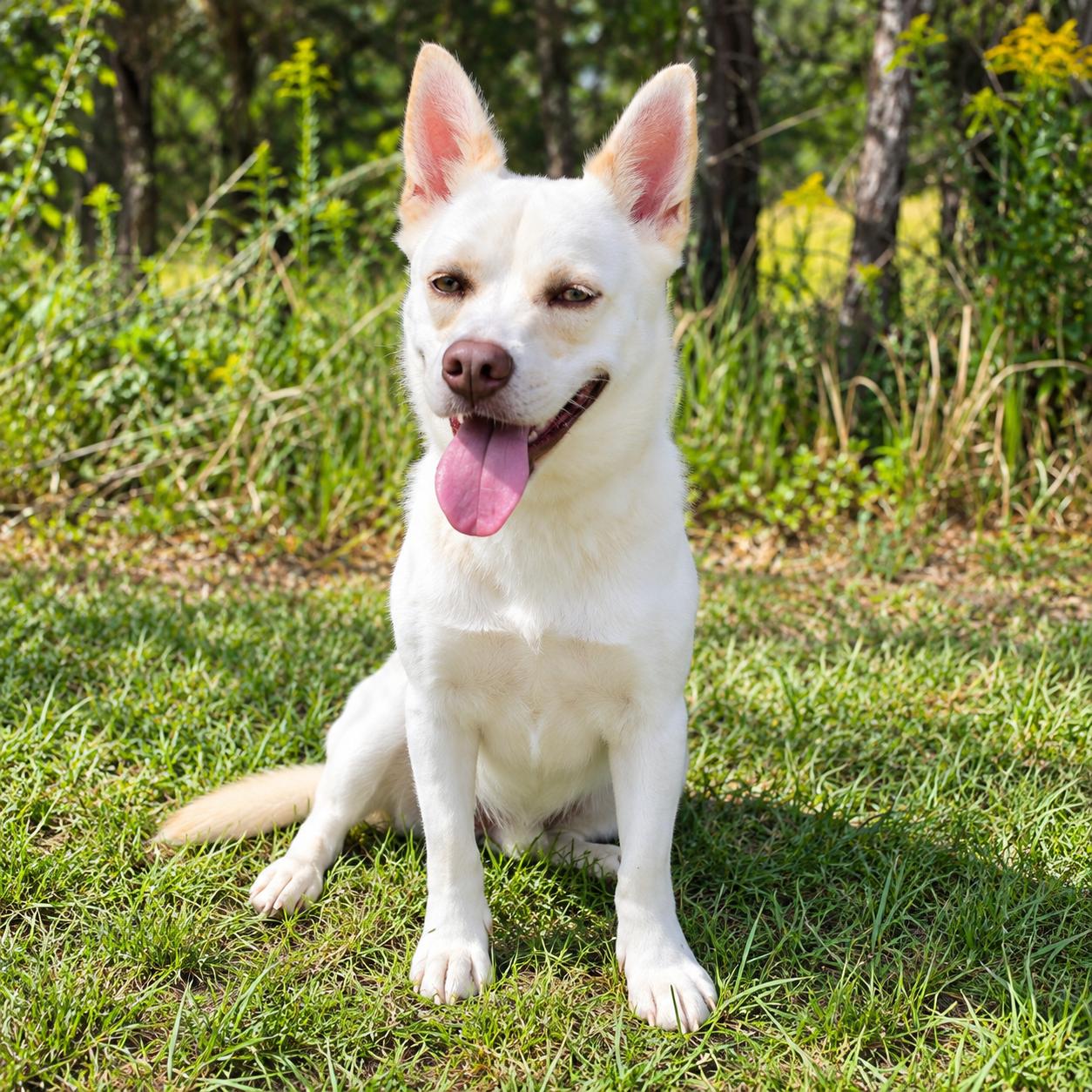 Enlarge Johnny, a Adoptable mixed breed in Albion, MI image 1/6