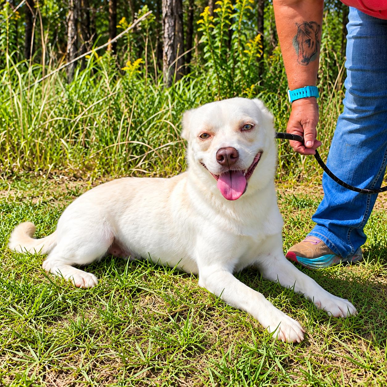 Enlarge Johnny, a Adoptable mixed breed in Albion, MI image 2/6