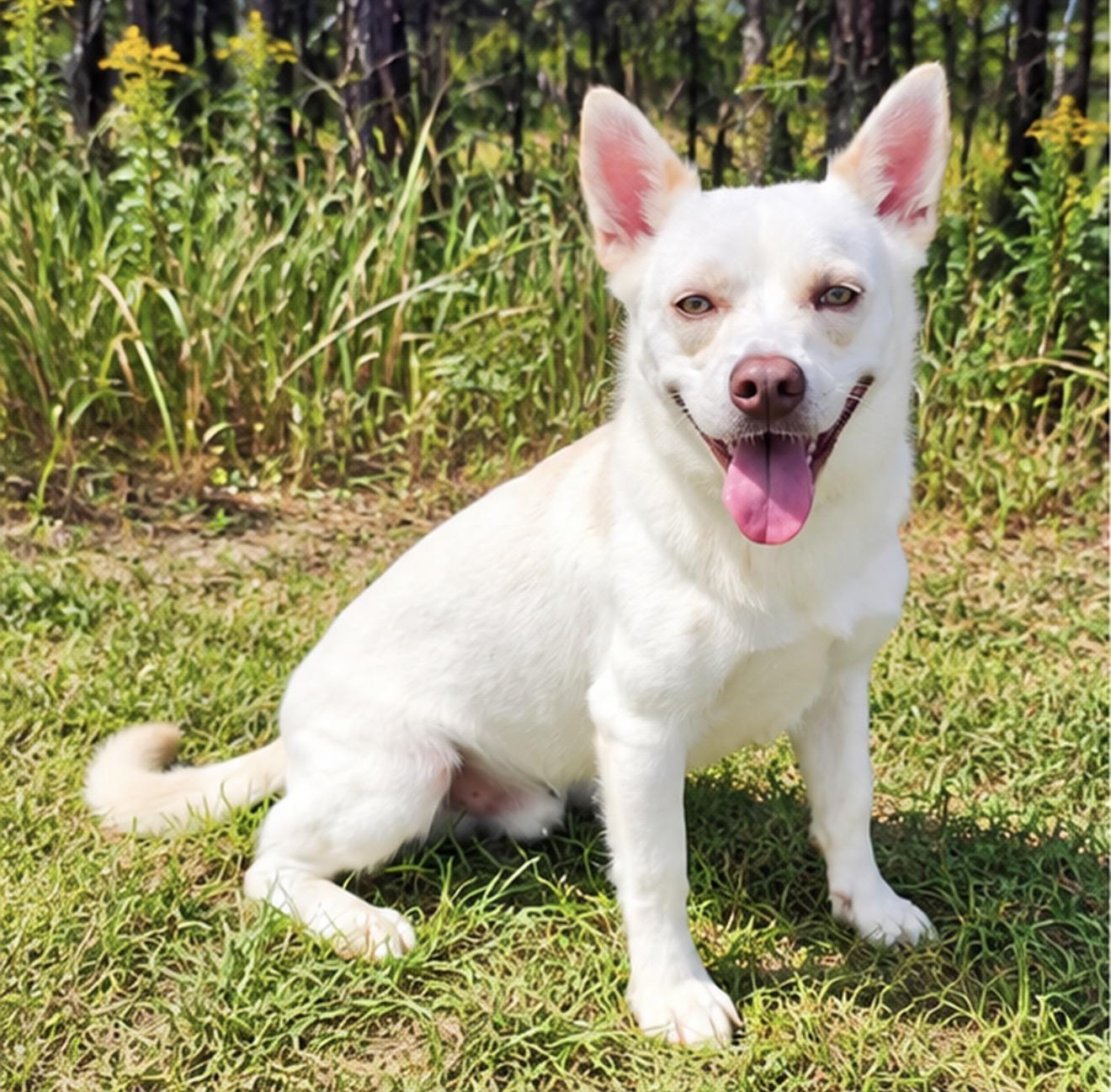 Enlarge Johnny, a Adoptable mixed breed in Albion, MI image 3/6