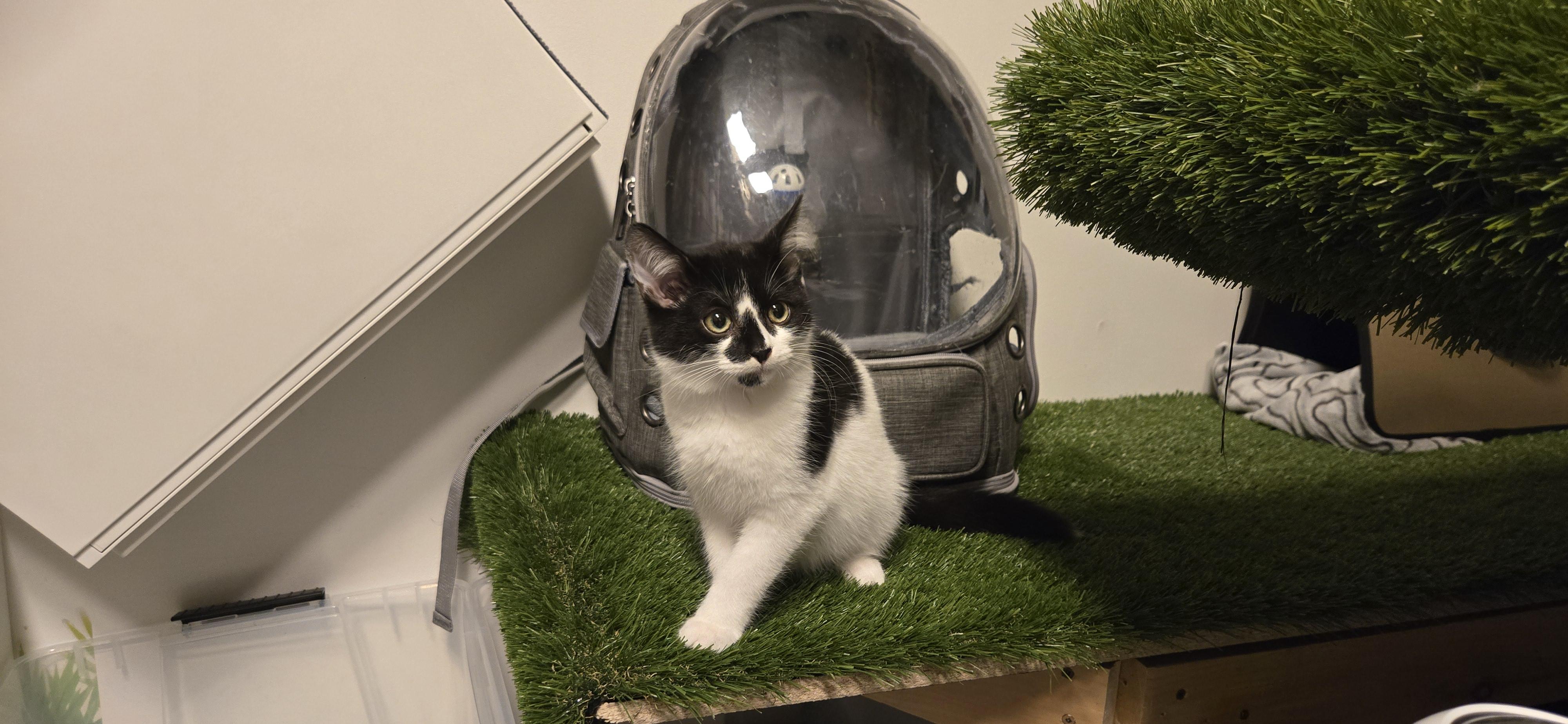 Ava, adopted, Young Female Tuxedo.