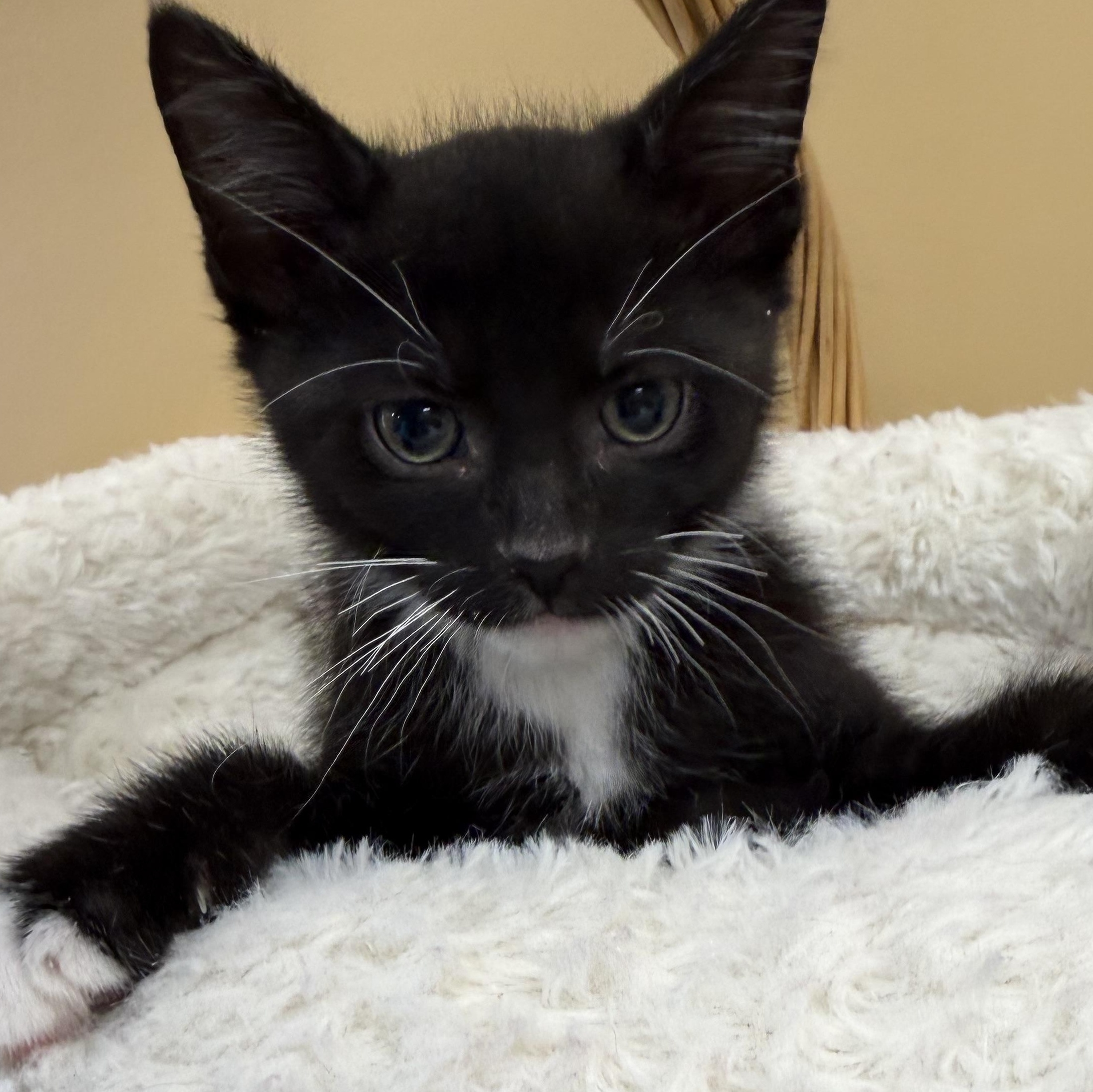 Toffee, ADOPTABLE, Young Female Domestic Short Hair.