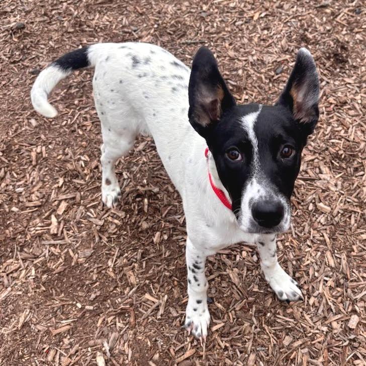 Enlarge Patrick, a Adoptable Cattle Dog in Belleville, IL image 1/2