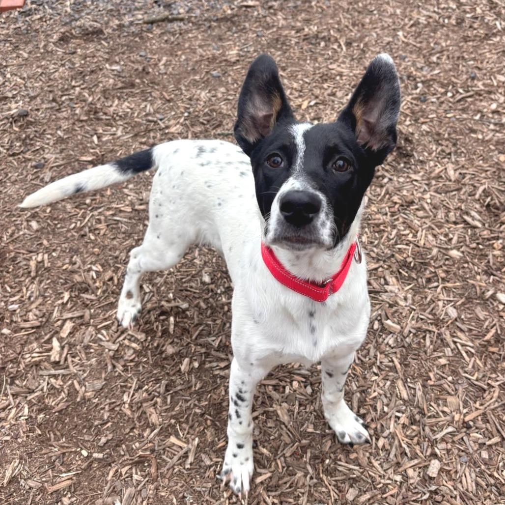 Enlarge Patrick, a Adoptable Cattle Dog in Belleville, IL image 2/2