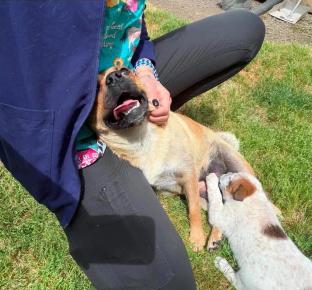Peaches, a Adoptable mixed breed in Salem, OR image 5/5
