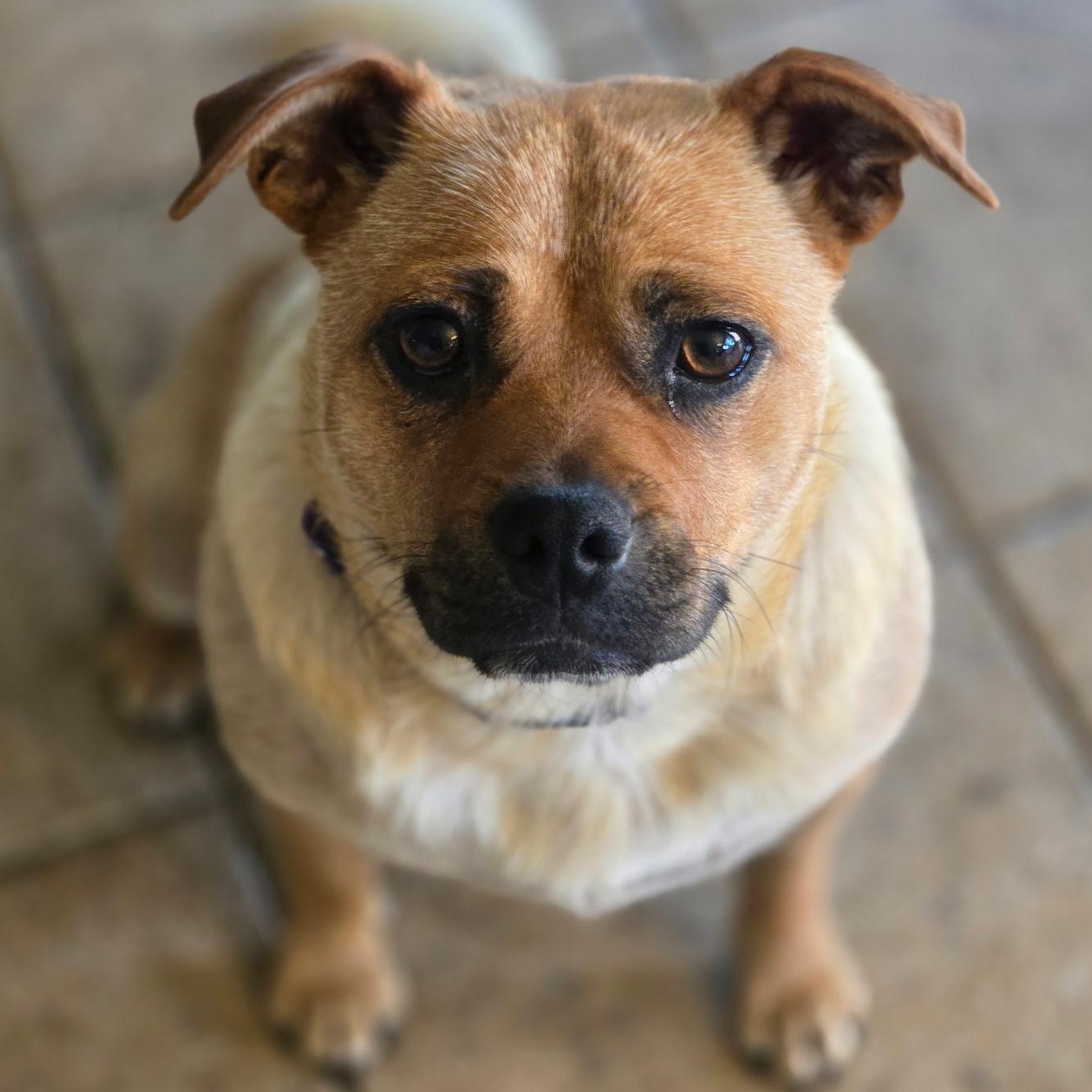 Peaches, a Adoptable mixed breed in Salem, OR image 2/5