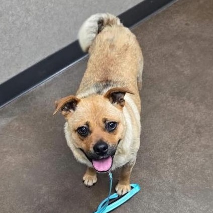Peaches, a Adoptable mixed breed in Salem, OR image 1/5