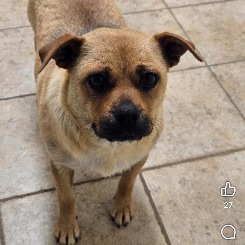 Peaches, a Adoptable mixed breed in Salem, OR image 4/5