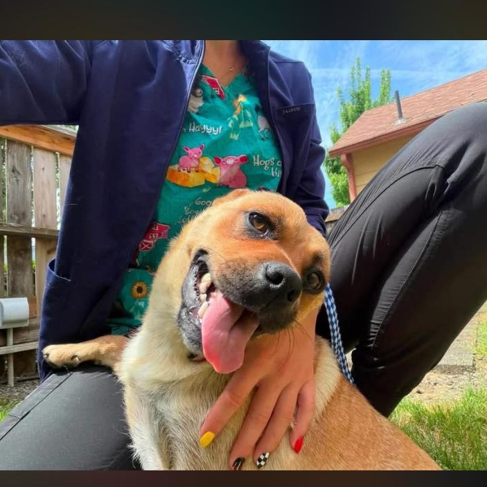 Peaches, a Adoptable mixed breed in Salem, OR image 3/5