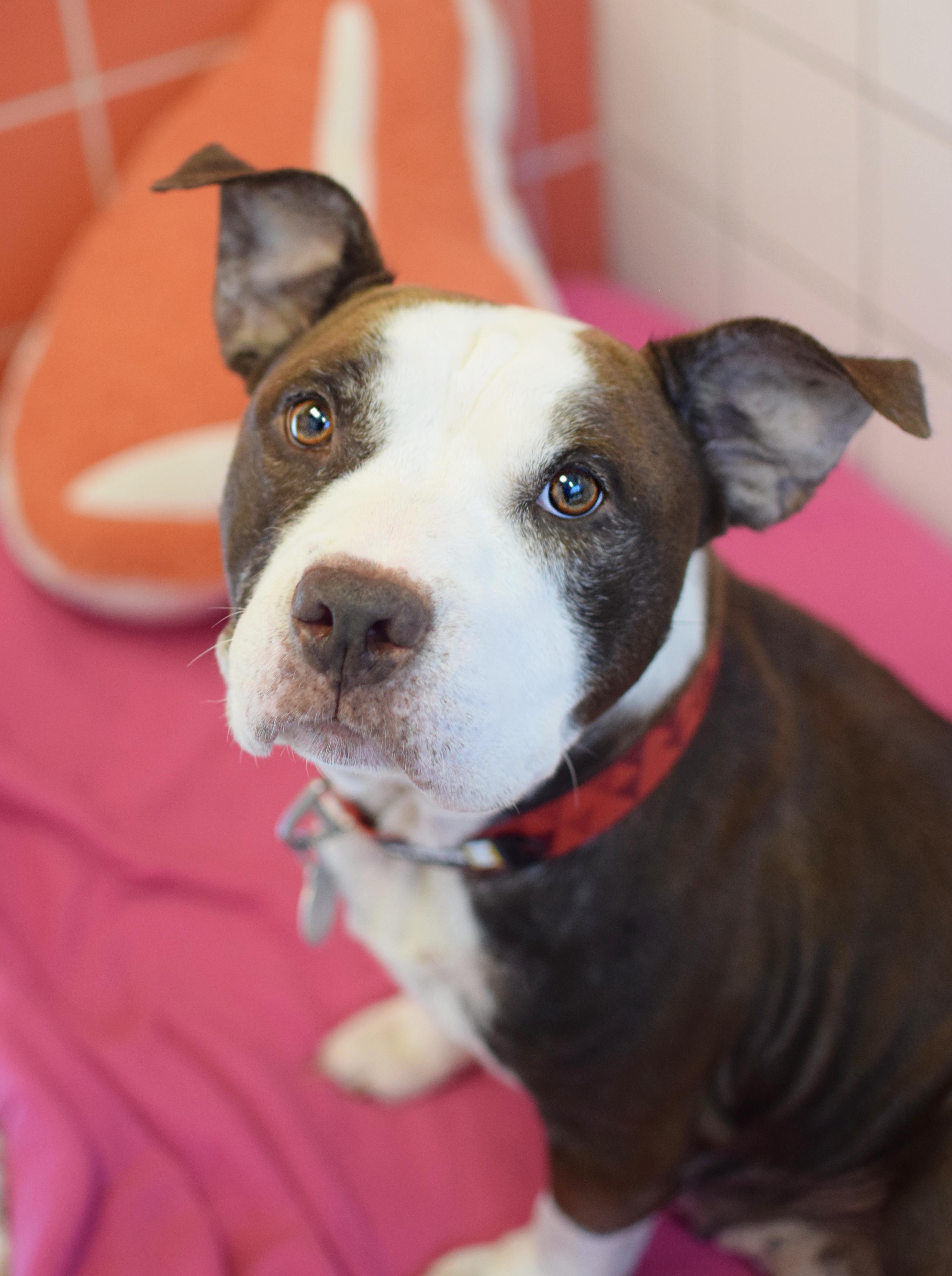 Marcia, adopted, Adult Female American Staffordshire Terrier.