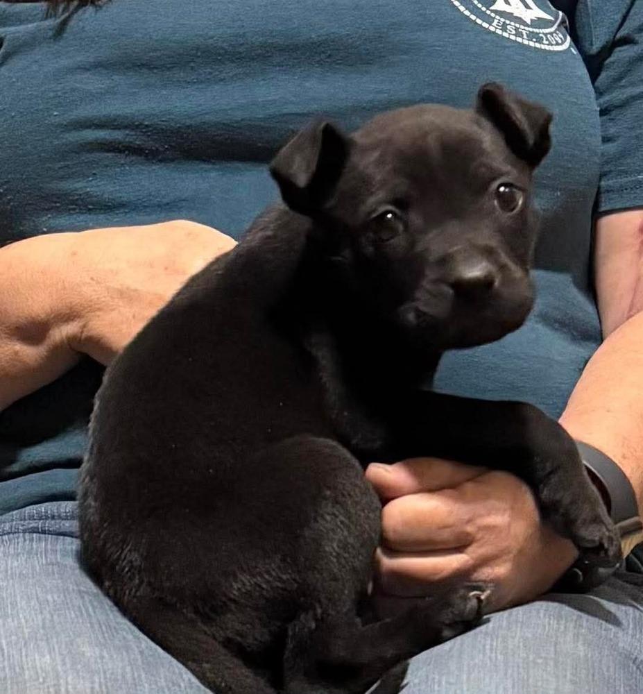 Batman Inky (2026), a Adoptable mixed breed in Wenonah, NJ image 1/6