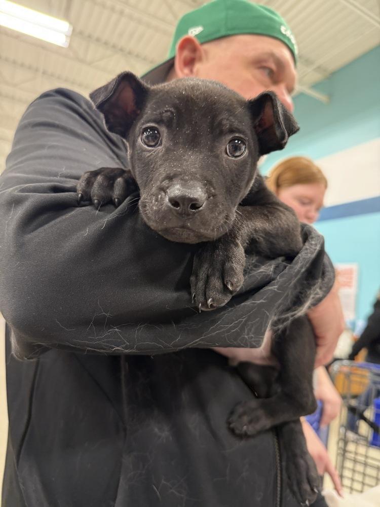 Batman Inky (2026), a Adoptable mixed breed in Wenonah, NJ image 4/6