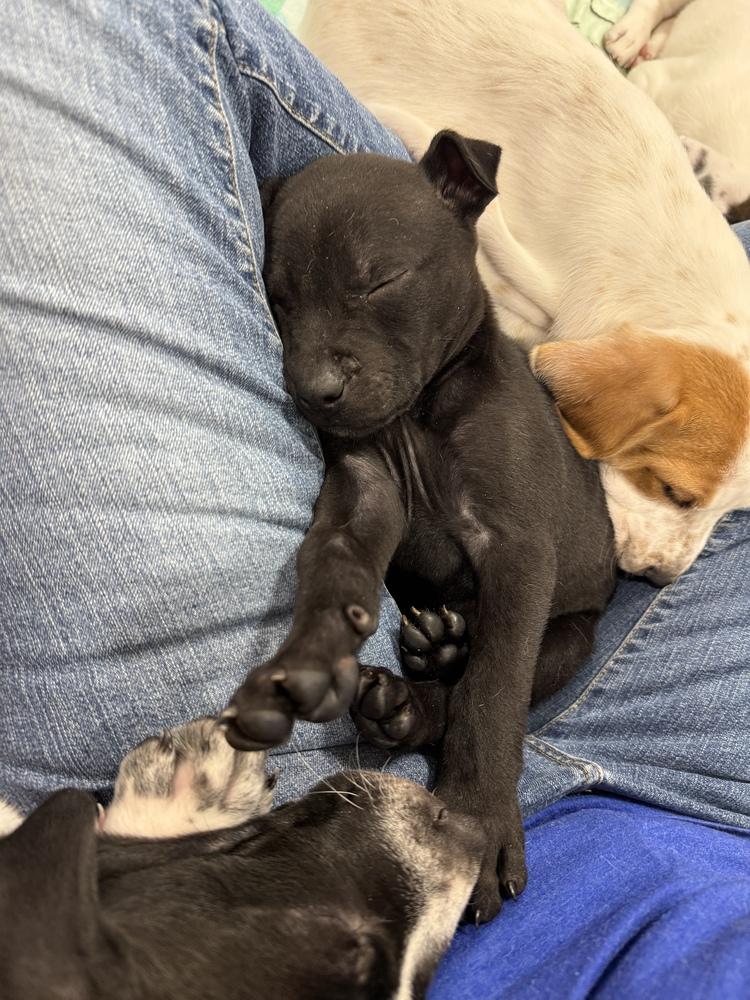 Batman Inky (2026), a Adoptable mixed breed in Wenonah, NJ image 5/6