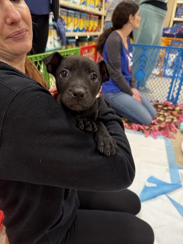 Batman Inky (2026), a Adoptable mixed breed in Wenonah, NJ image 6/6