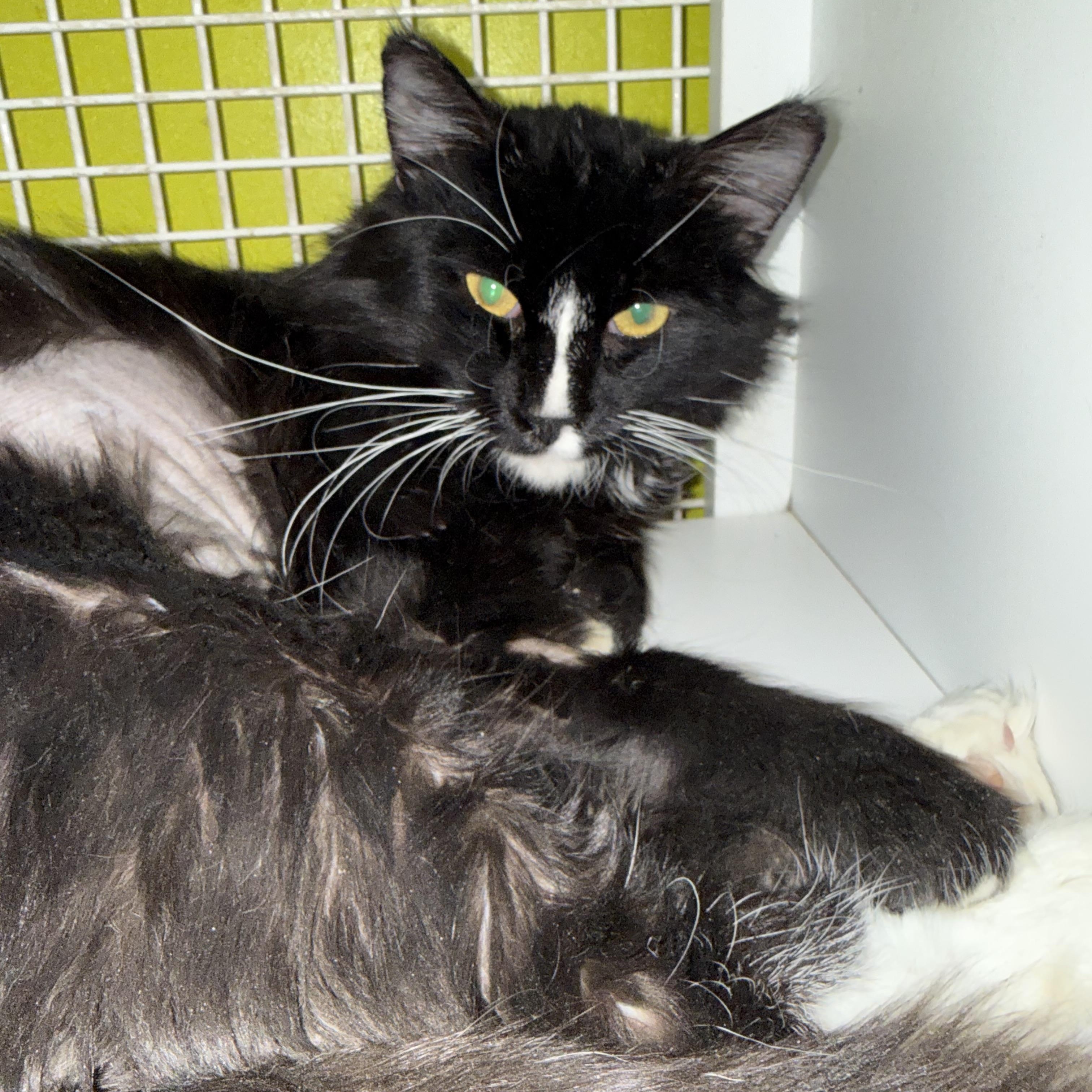 Enlarge Haymitch, a ADOPTABLE Tuxedo in Las Vegas, NV image 1/1