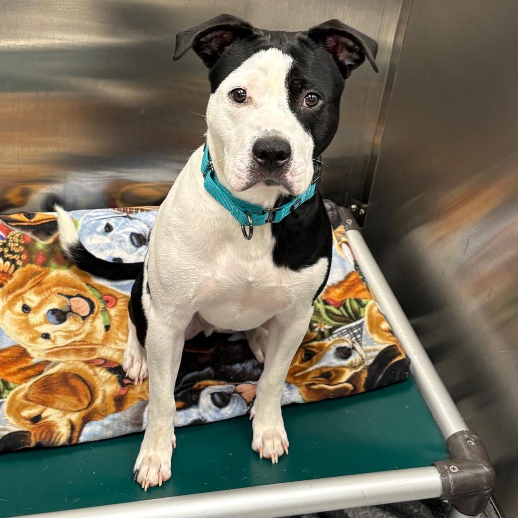 Tater, Adoptable, Adult Male Mixed Breed.