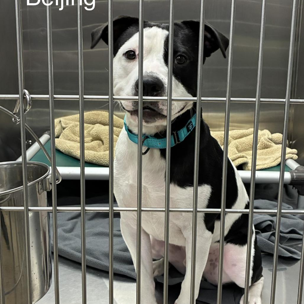 Enlarge Tater, a Adoptable Mixed Breed in Knoxville, TN image 2/2