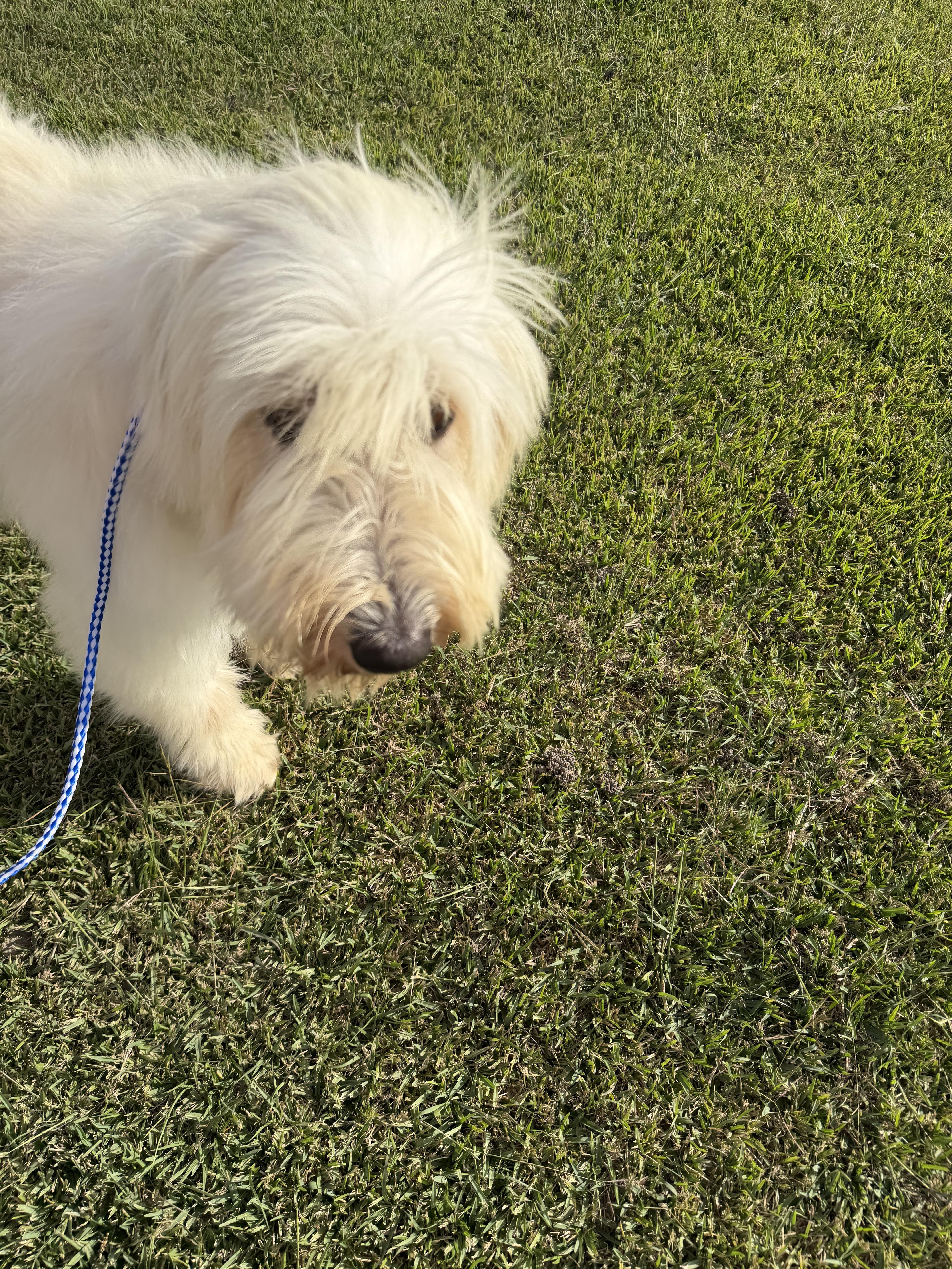 Aria, Adoptable, Adult Female Sheep Dog.