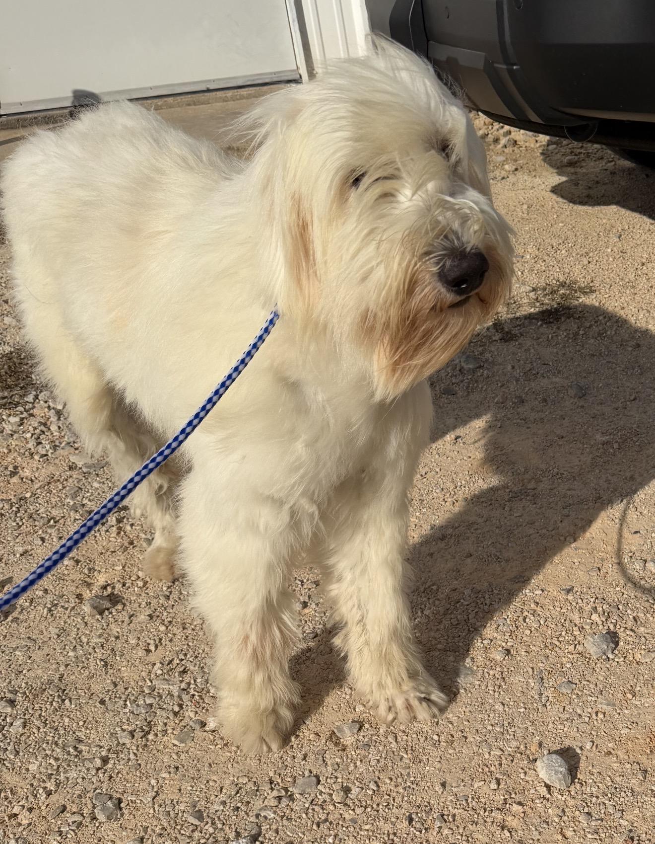 Aria, a Adoptable mixed breed in Warwick, RI image 3/4