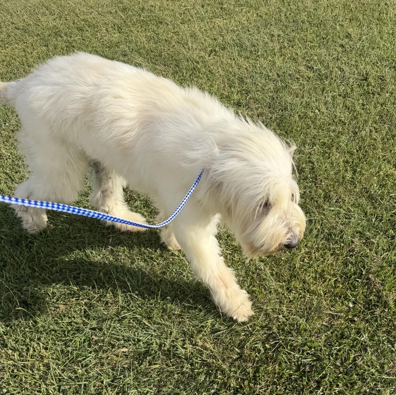 Aria, a Adoptable mixed breed in Warwick, RI image 4/4